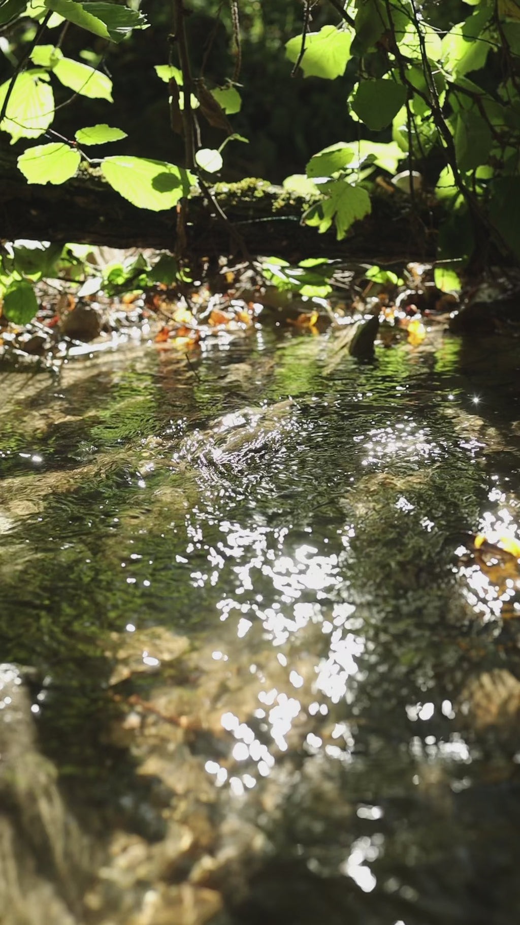 Anelli Foglia Komorebi - TORRENTE