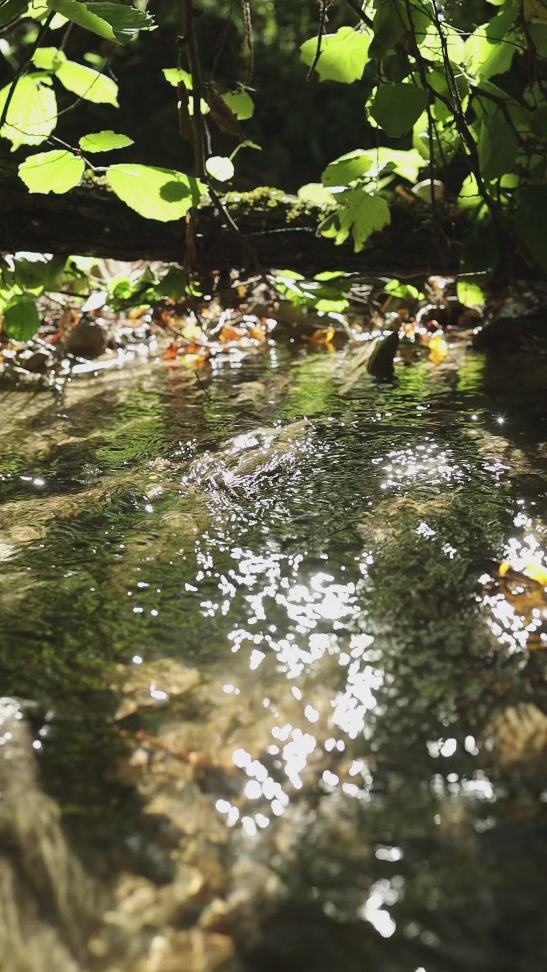 Anelli Foglia Komorebi - TORRENTE