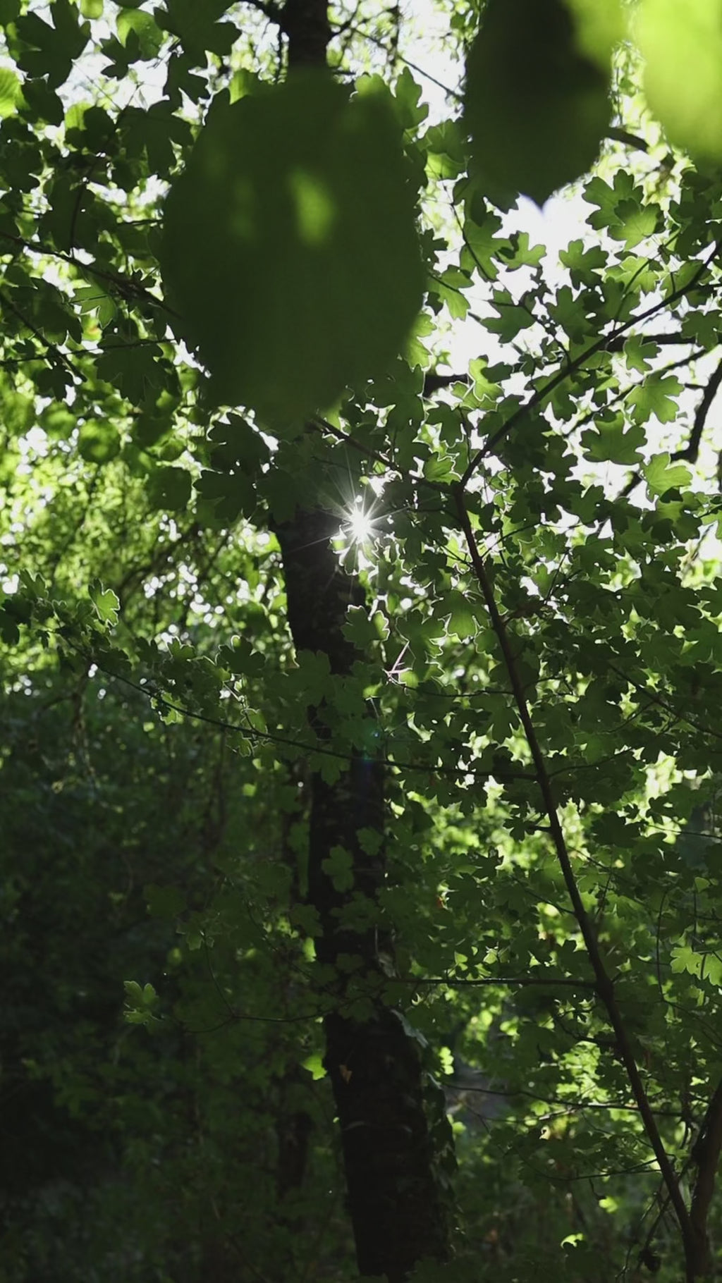 Anelli Foglia Komorebi - FORESTA