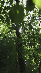Anelli Foglia Komorebi - FORESTA