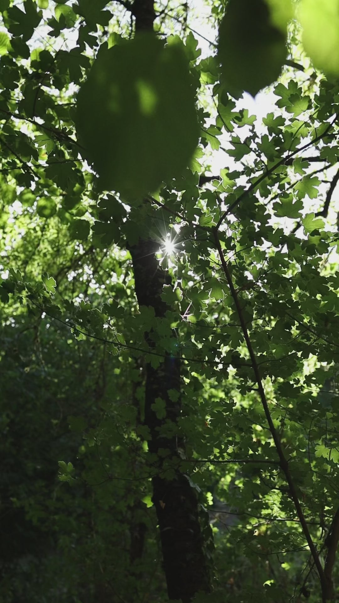 Anelli Foglia Komorebi - FORESTA